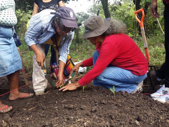 Método biointensivo para construír seguridade e soberanía alimentarias